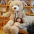 Milan Teddy Bear